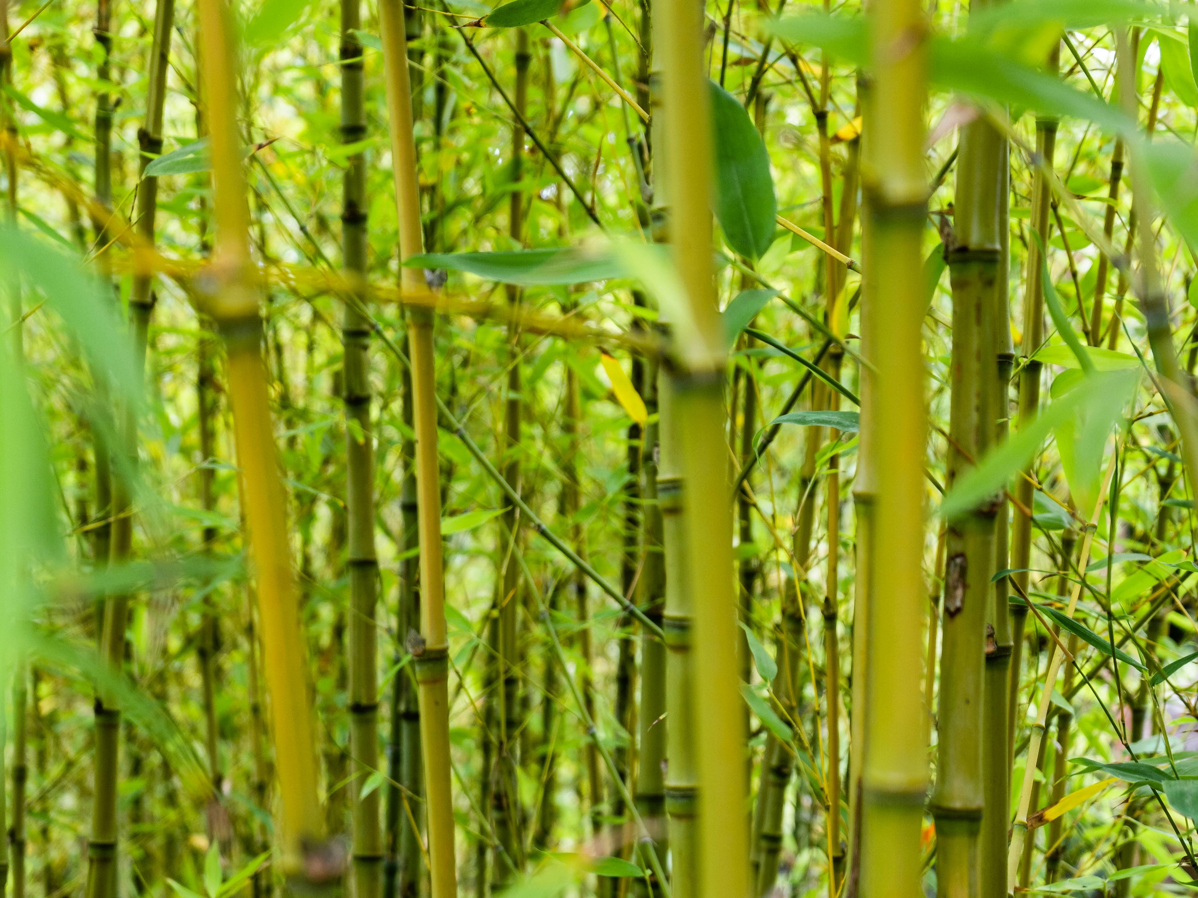 Bamboo