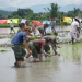 Fulbright-Hays Participants Planting Rice
